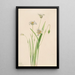 Elegant Calochortus Painting - Mary Vaux Walcott — framed artwork on a wall