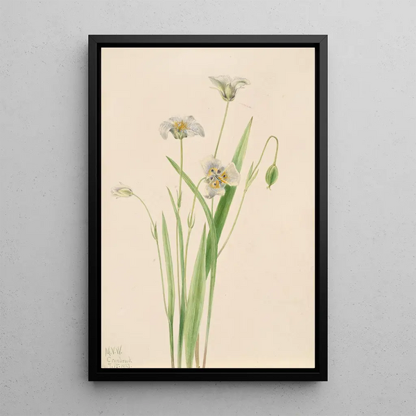 Elegant Calochortus Painting - Mary Vaux Walcott — framed artwork on a wall