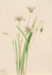 Elegant Calochortus Painting - Mary Vaux Walcott — artwork view