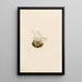 Androsace pygmée - Mary Vaux Walcott — framed artwork on a wall