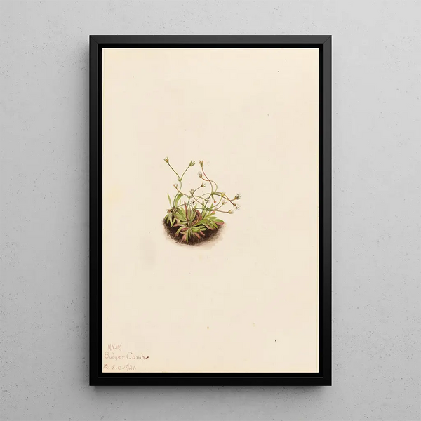 Androsace pygmée - Mary Vaux Walcott — framed artwork on a wall