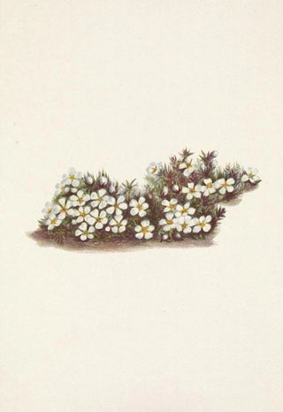 Mary Vaux Walcott - Pyxie Pyxidanthera barbulata.webp
