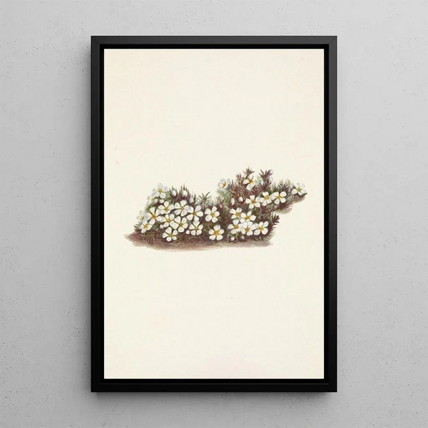 Pyxidanthera barbulata - Mary Vaux Walcott — framed artwork on a wall