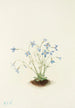 Houstonie bleue - Mary Vaux Walcott — artwork view