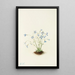 Houstonie bleue - Mary Vaux Walcott — framed artwork on a wall