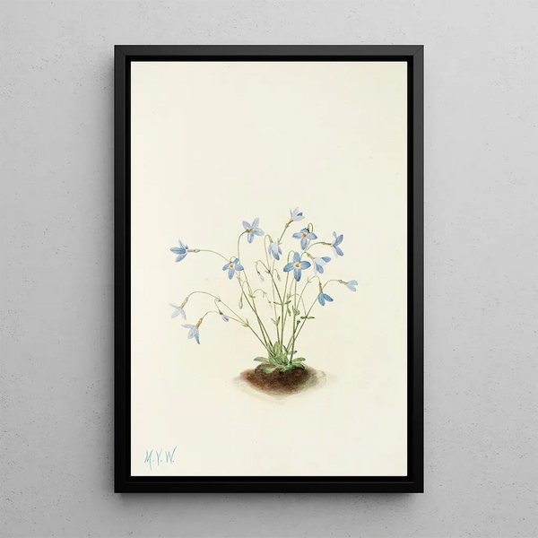 Houstonie bleue - Mary Vaux Walcott — framed artwork on a wall