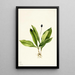 Clintonia uniflore - Mary Vaux Walcott — framed artwork on a wall