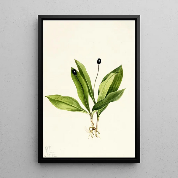 Clintonia uniflore - Mary Vaux Walcott — framed artwork on a wall
