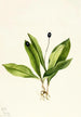 Clintonia uniflore - Mary Vaux Walcott — artwork view