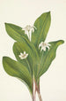 Flower of Clintonia Uniflore - Mary Vaux Walcott — artwork view