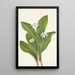 Flower of Clintonia Uniflore - Mary Vaux Walcott — framed artwork on a wall