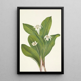 Mary Vaux Walcott - Queencup flower Clintonia uniflora.webp