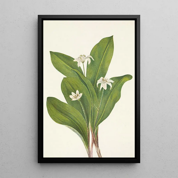 Flower of Clintonia Uniflore - Mary Vaux Walcott — framed artwork on a wall