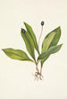 Clintonia uniflora - Mary Vaux Walcott — artwork view