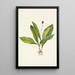 Clintonia uniflora - Mary Vaux Walcott — framed artwork on a wall