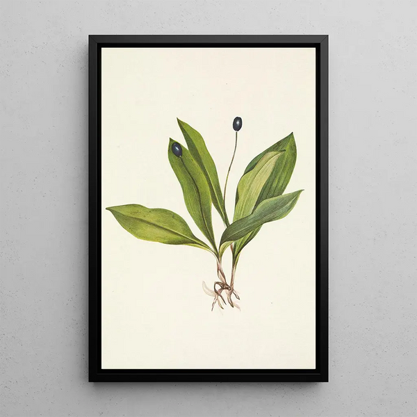 Clintonia uniflora - Mary Vaux Walcott — framed artwork on a wall