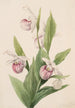 Sabot de la reine - Mary Vaux Walcott — artwork view