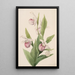 Sabot de la reine - Mary Vaux Walcott — framed artwork on a wall