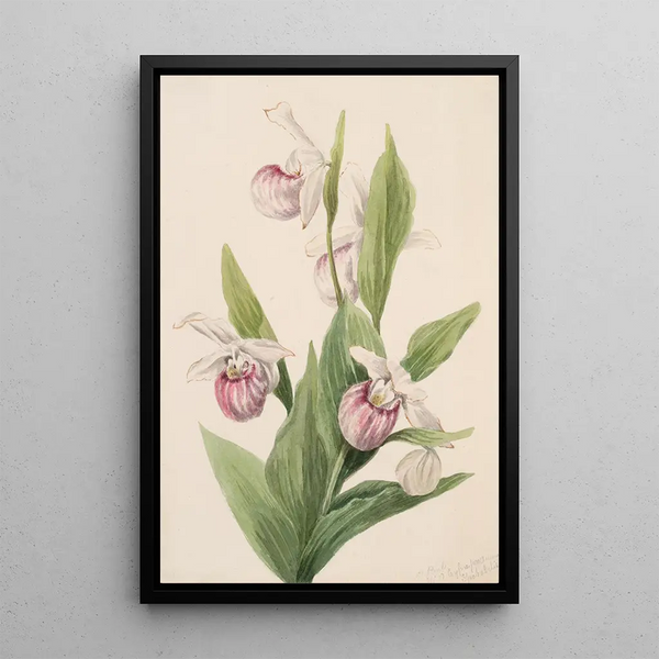 Sabot de la reine - Mary Vaux Walcott — framed artwork on a wall