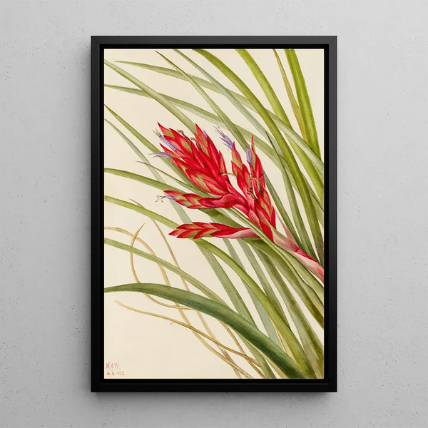 Tillandsia fasciculée - Mary Vaux Walcott — framed artwork on a wall