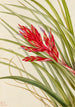 Tillandsia fasciculée - Mary Vaux Walcott — artwork view