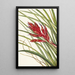 Tillandsia fasciculée - Mary Vaux Walcott — framed artwork on a wall