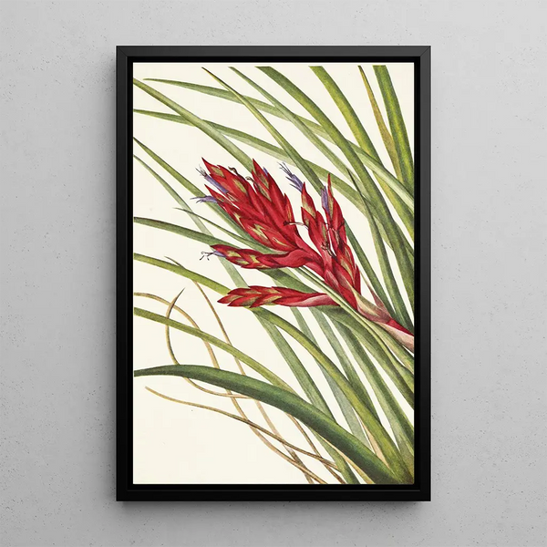 Tillandsia fasciculée - Mary Vaux Walcott — framed artwork on a wall