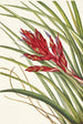 Tillandsia fasciculée - Mary Vaux Walcott — artwork view