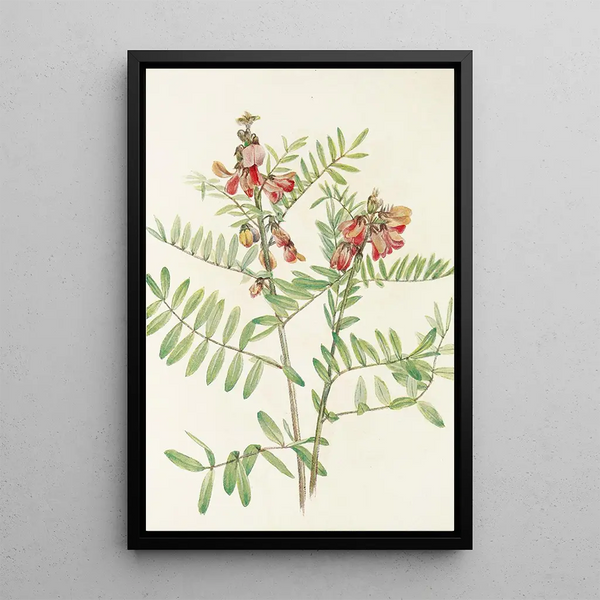 Virginie Cracca Painting - Mary Vaux Walcott — framed artwork on a wall