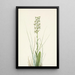 Orchis lacéré - Mary Vaux Walcott — framed artwork on a wall