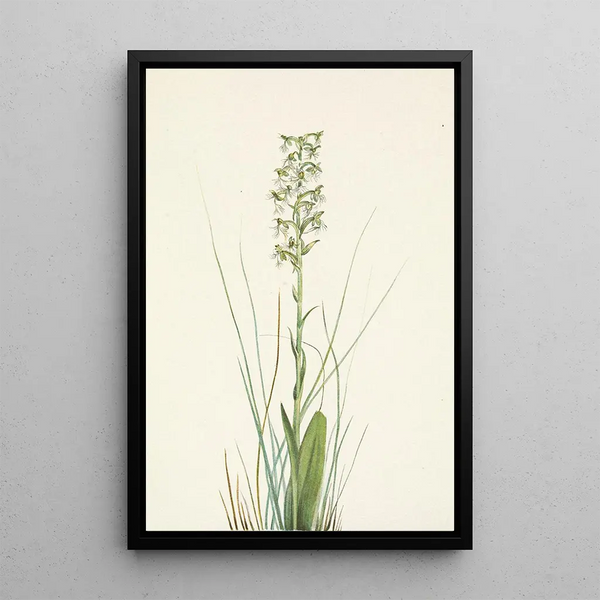 Orchis lacéré - Mary Vaux Walcott — framed artwork on a wall