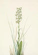 Orchis lacéré - Mary Vaux Walcott — artwork view