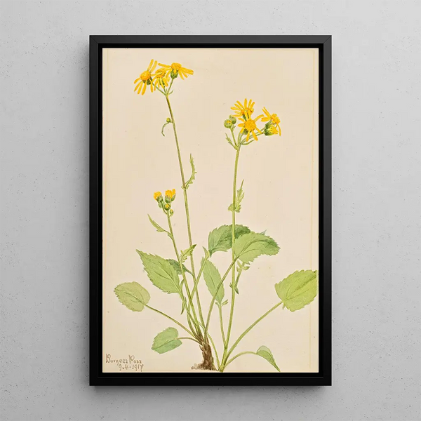 Séneçon de Burke - Mary Vaux Walcott — framed artwork on a wall