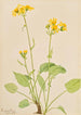 Séneçon de Burke - Mary Vaux Walcott — artwork view