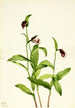 Sabot de bélier - Mary Vaux Walcott — artwork view