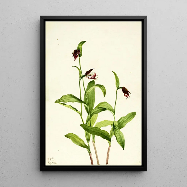 Sabot de bélier - Mary Vaux Walcott — framed artwork on a wall