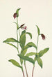 Sabot de bélier - Mary Vaux Walcott — artwork view