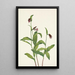 Sabot de bélier - Mary Vaux Walcott — framed artwork on a wall