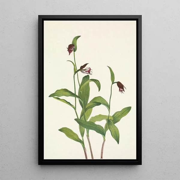Sabot de bélier - Mary Vaux Walcott — framed artwork on a wall