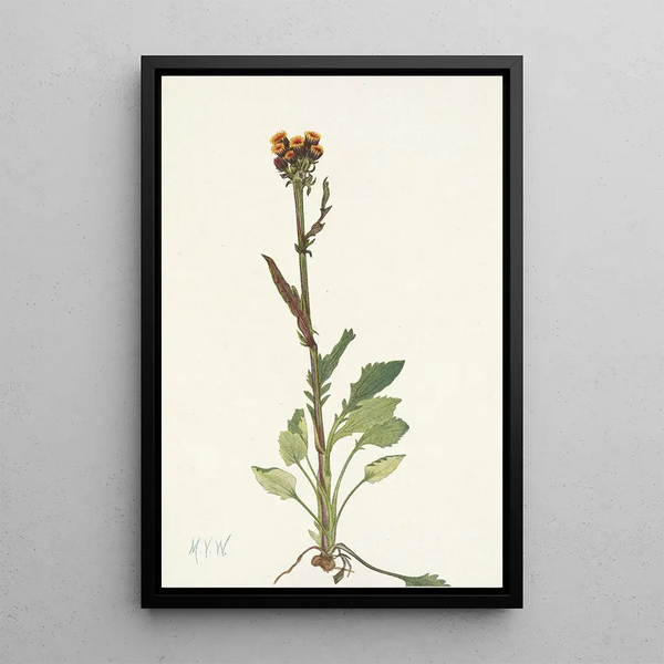 Séneçon sans rayons - Mary Vaux Walcott — framed artwork on a wall
