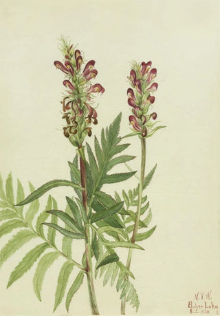 Mary Vaux Walcott - RedHelmet Pedicularis bracteosa.webp