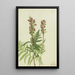 Pedicular with bracts - Mary Vaux Walcott — framed artwork on a wall
