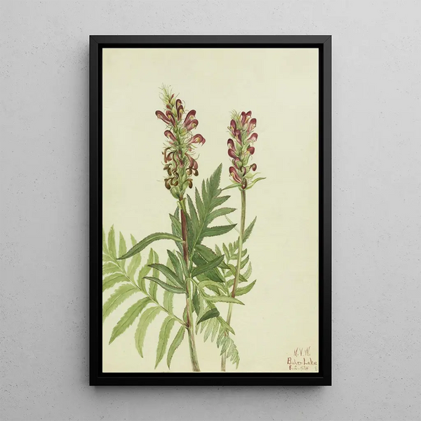 Pedicular with bracts - Mary Vaux Walcott — framed artwork on a wall