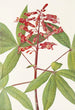 Red Maple Tree Painting - Mary Vaux Walcott — artwork view