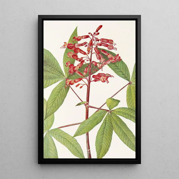 Red Maple Tree Painting - Mary Vaux Walcott — framed artwork on a wall