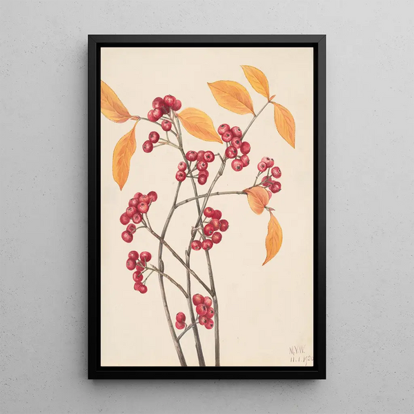 Aronie rouge - Mary Vaux Walcott — framed artwork on a wall