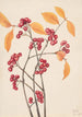 Aronie rouge - Mary Vaux Walcott — artwork view