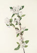 Red Aronia Flower - Mary Vaux Walcott — artwork view