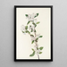 Red Aronia Flower - Mary Vaux Walcott — framed artwork on a wall