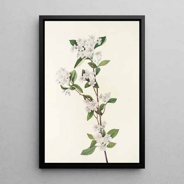 Red Aronia Flower - Mary Vaux Walcott — framed artwork on a wall